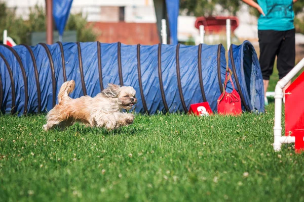 Dog running in agility — Stock Photo, Image