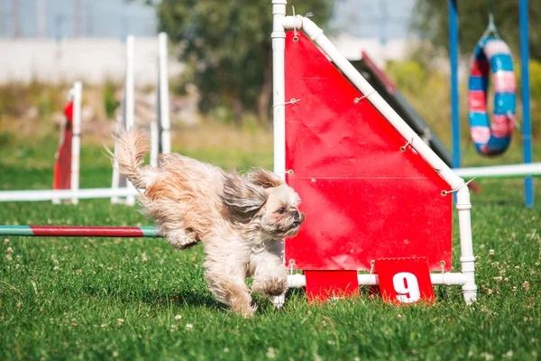 Cane che corre in agilità — Foto Stock