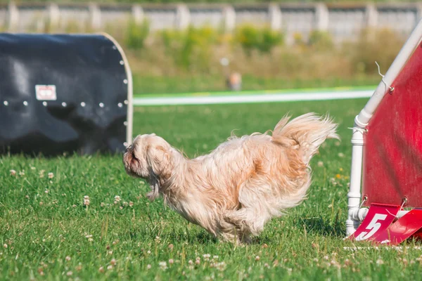 Hund läuft in Beweglichkeit — Stockfoto