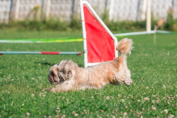Hund läuft in Beweglichkeit — Stockfoto