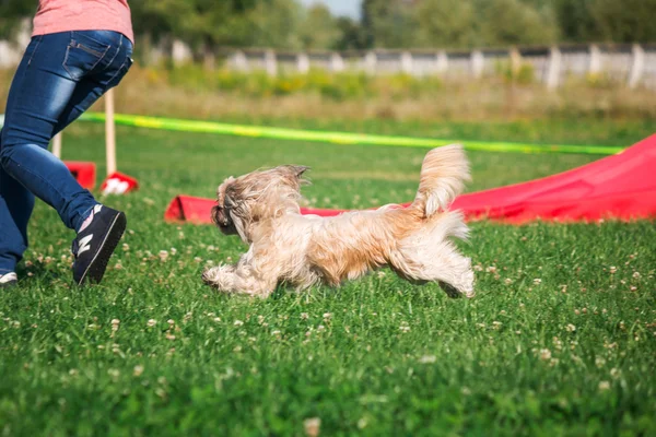 Dog running in agility — Stock Photo, Image