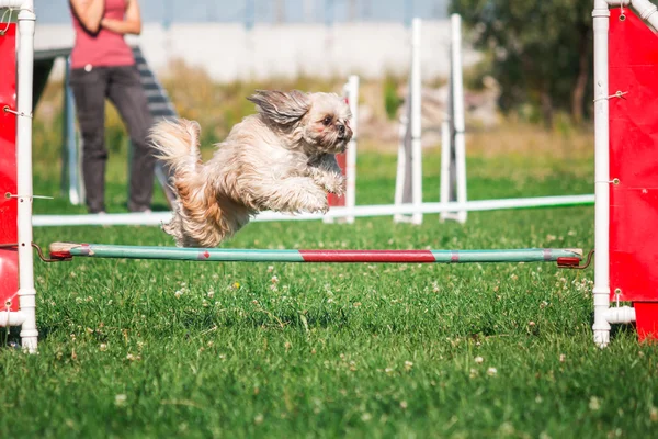 Hond rennend in lenigheid — Stockfoto