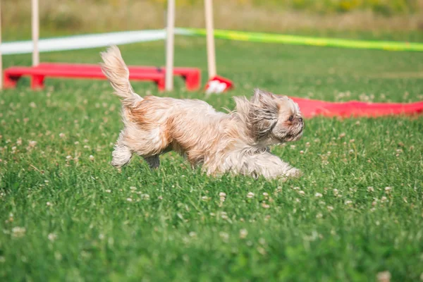 Σκύλος που τρέχει στην ευκινησία — Φωτογραφία Αρχείου