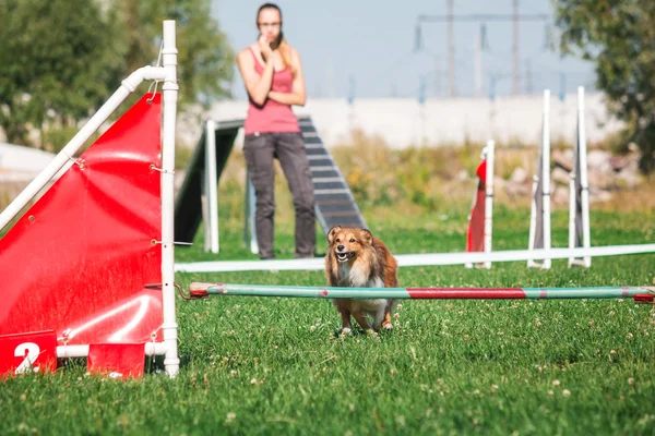 köpek çevikçe koşuyor