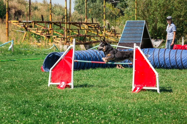 Chien qui court avec agilité — Photo