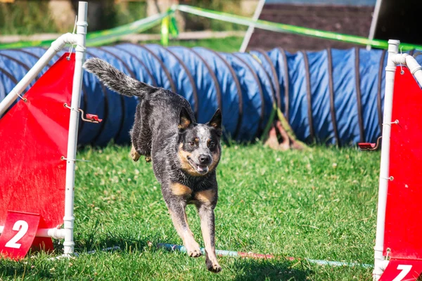 Dog running in agility — Stock Photo, Image