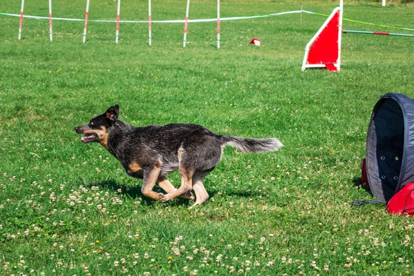 Cane che corre in agilità — Foto Stock