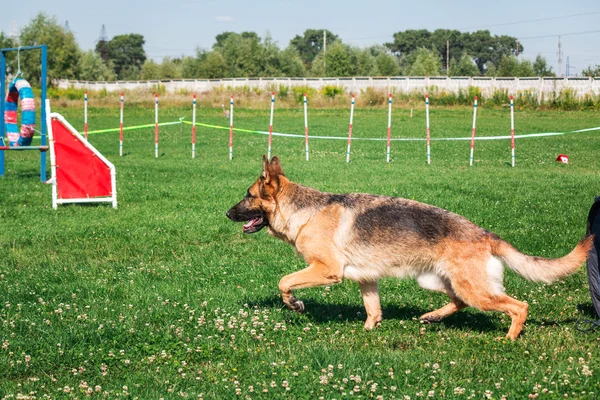 Pes běží v agility — Stock fotografie