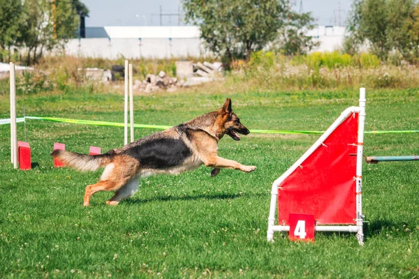 Hond rennend in lenigheid — Stockfoto