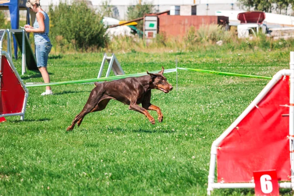 Hund läuft in Beweglichkeit — Stockfoto