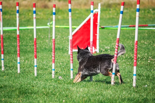 Dog running in agility — Stock Photo, Image