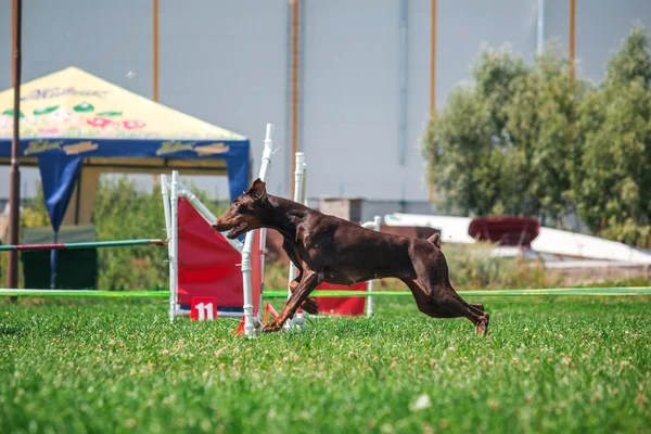 Hund kör i smidighet — Stockfoto