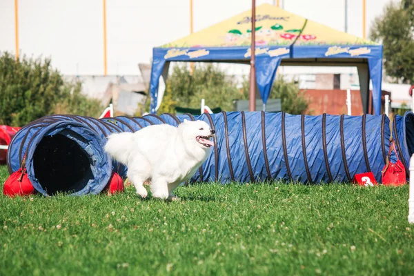 Cane che corre in agilità — Foto Stock