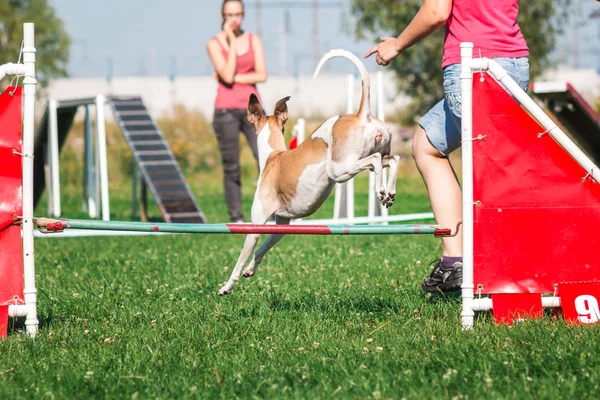 Cane che corre in agilità — Foto Stock