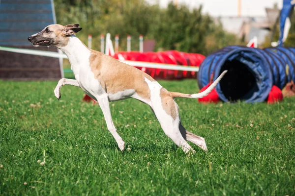 敏捷性で走る犬 — ストック写真