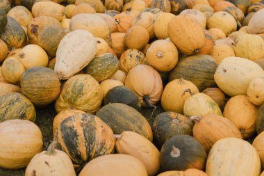 Assorted Decorative Gourds Pumpkins and Squash Collection