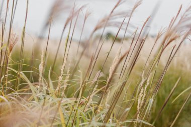 Delicate Ornamental Grass Plumes in Natural Autumn Setting