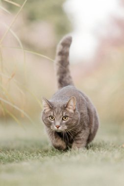  Gri Tekir Kedi Süslü Arka Arkaplanla Çimlerde Koşuyor