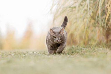 Gri Tekir Kedi Çimende Tam Hızda Görüntüleyiciye Yaklaşıyor