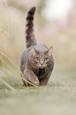 Dinamik Gri Tekir Kedi Çimen Yolu 'nda Yürüyor