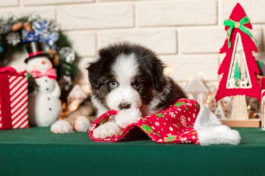 Noel Süslemeleri ile Avustralya Çoban Köpeği