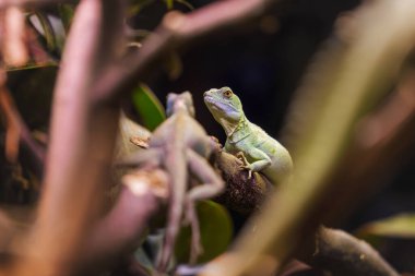 Kertenkele Yeşil Dala Yakın Çekimde Dinleniyor