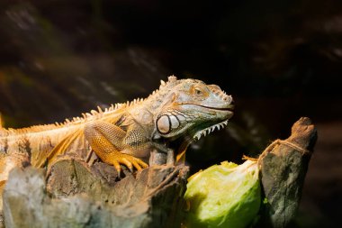 İguana Kertenkelesi Yeşil Dala Yakın Çekimde Dinleniyor