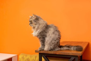 Tahta Bençte Gri Sığınak Kedisinin Yan Profili