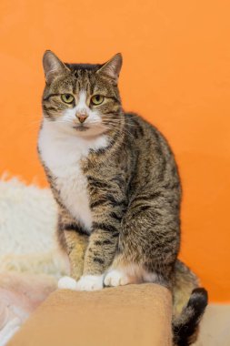 Kurtarma Tesisinde Tabby Barınağı Kedi Tüm Vücut Portresi