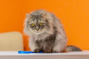 Hayvan barınağındaki Gri Kabarık Kedi Ön Görünümü