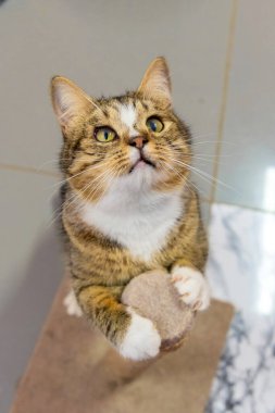 Tekir Kedi Oyuncak ile Kutu Sığınağında Oynuyor