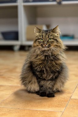 Hayvan Barınağında Yumuşak Tekir Kedi Portresi