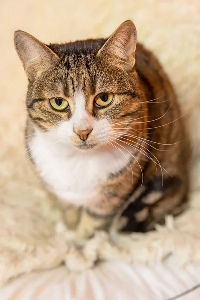 Hayvan Barınağında Yeşil Gözlü Tekir Kedi