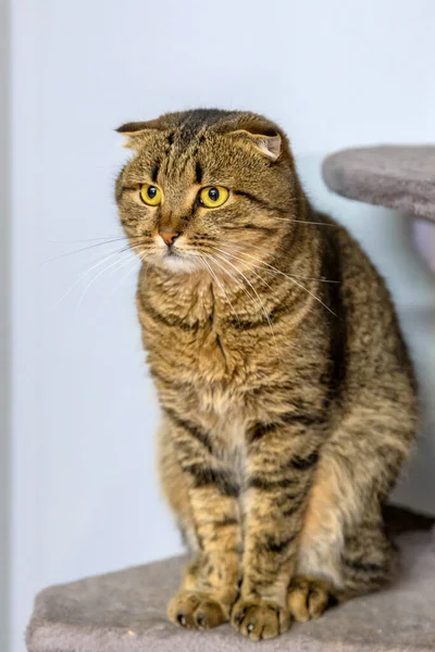 Tekir Kedi Sığınma Odasında Duruyor