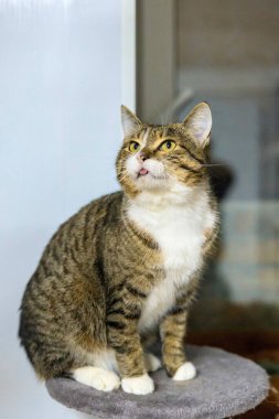 Barınakta Tekir ve Beyaz Kedi Oyun Odasında