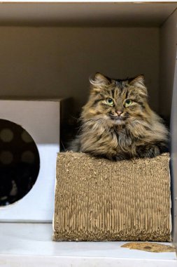 Hayvan Barınağında Yumuşak Uzun Saçlı Tekir Kedi