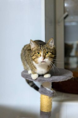 Çizgili tekir kedi.