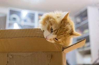 Karton kutuda turuncu kedi