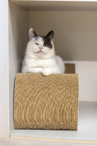 Beyaz kedi kedi ağaç kulesinde oturuyor.