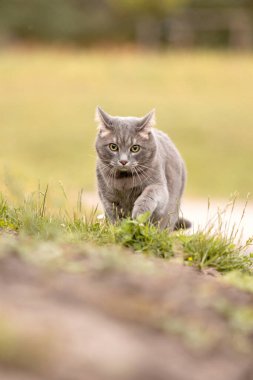 Gri kedi yolda ilerliyor.