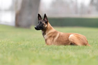 Belçika Çobanı Park 'ta yatıyor.