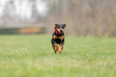 Alman Jagdterrier Yeşil Çimen Sahasında Koşuyor