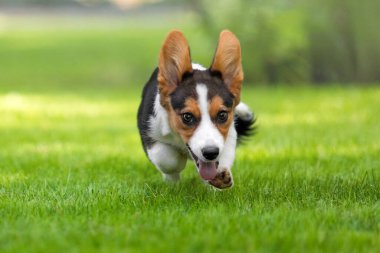 Corgi Köpek Park 'ta Yeşil Çimlerde Koşuyor