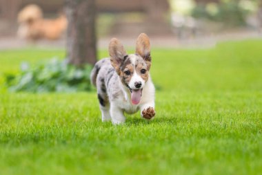 Corgi Köpek Park 'ta Yeşil Çimlerde Koşuyor