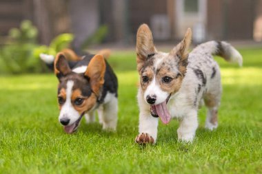 Galli Corgi Yavruları Ağaçlarla Çimlerde Oynuyor