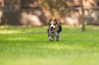 Corgi Köpek Park 'ta Yeşil Çimlerde Koşuyor