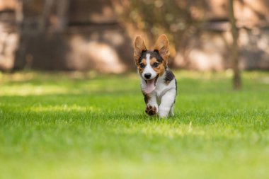Corgi Köpek Park 'ta Yeşil Çimlerde Koşuyor