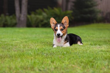 Corgi Köpek Park 'taki Yeşil Çimlerde Dinleniyor