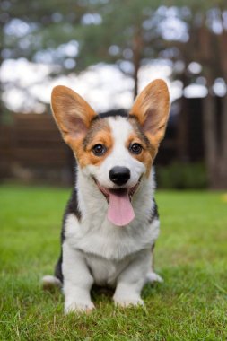 Galli Corgi Park 'ta Yeşil Çimlerde Oturuyor