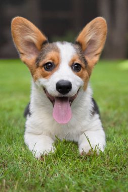 Corgi Köpek Park 'taki Yeşil Çimlerde Dinleniyor